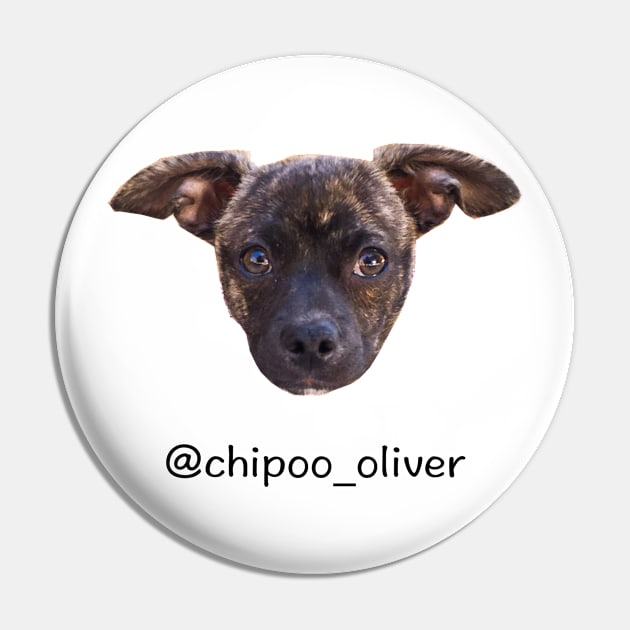 Instagram: @chipoo_oliver Pin by chipoo_oliver