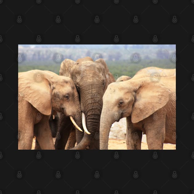 African Wildlife Photography Elephant Family by PathblazerStudios