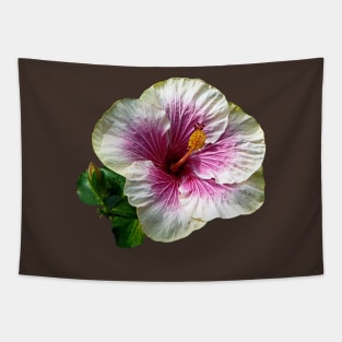 Hibiscus - Hibiscus Candy Striper Tapestry