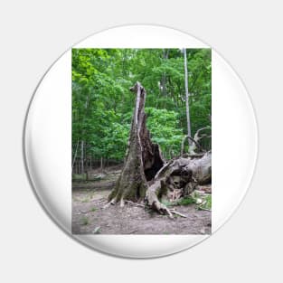 Hollow Broken Tree Photographic Image Pin