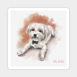 Cute Watercolor Drawing of Maltese, Orange Background Magnet