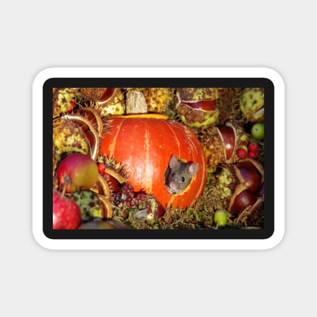 halloween pumpkin Autumn wild mouse Magnet by Simon-dell