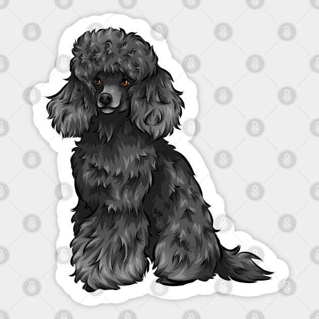 Toy Poodle in Egypt puppies