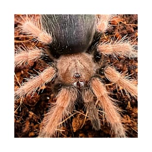 Brachypelma/Horror Hamster/Mexican Red Knee Tarantula T-Shirt