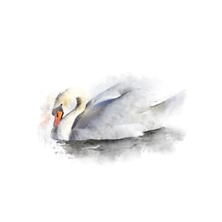 MUTE SWAN PAINTING T-Shirt