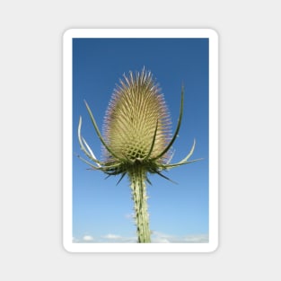 Sky High Teasel Magnet