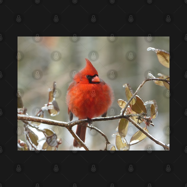 Northern cardinal perching on an ice-coated branch by erickphd