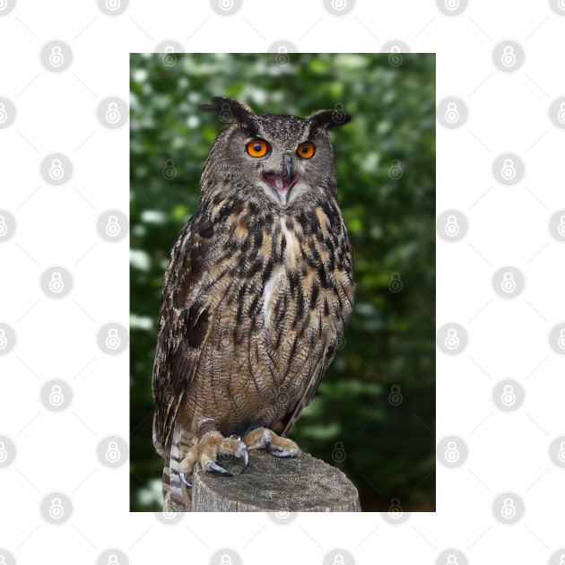 Eurasian Eagle-Owl by Jim Cumming