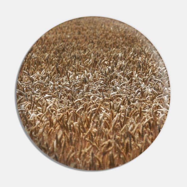 Golden Wheat Field Pin by ernstc