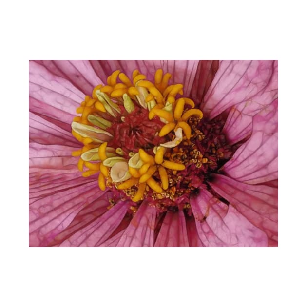 close-up of a single zinnia flower bloom in pink floral fantasy by mister-john