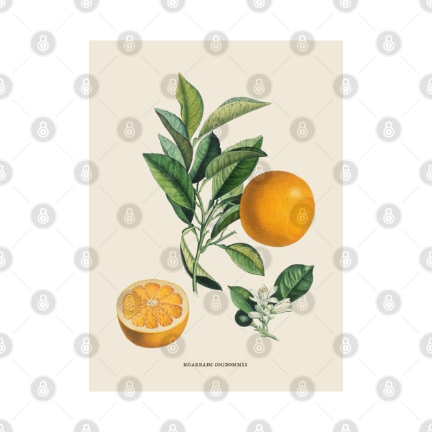 Orange Antique Botanical Illustration by Antiquated Art