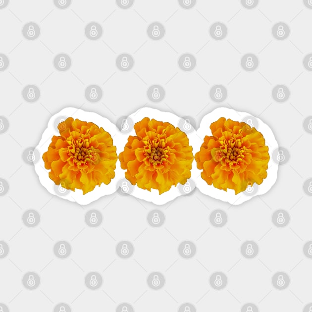 Three Orange Marigolds Floral Photo Magnet by ellenhenryart