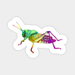 Colorful Grasshopper Magnet