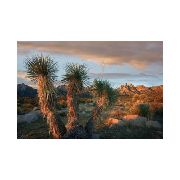 Yucca And Organ Mountains Near Las Cruces by AinisticGina