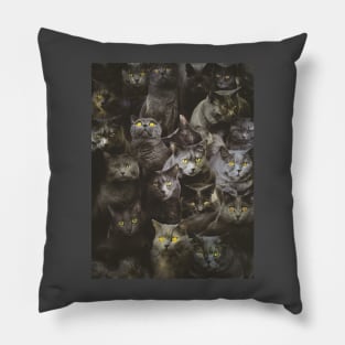 Chartreux Pillow