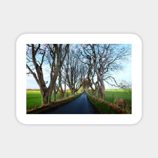 The Dark Hedges, Northern Ireland Magnet