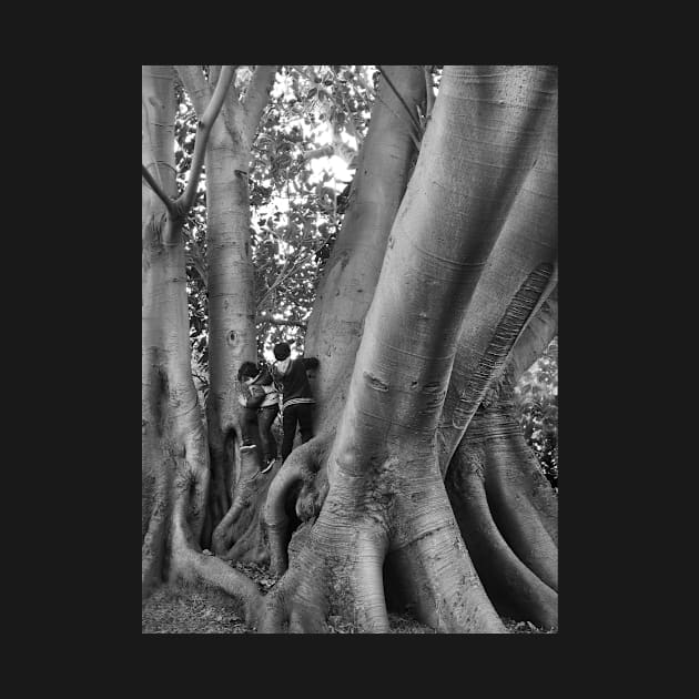 Climbing the Fig Tree by rozmcq