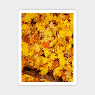 Fall leaves Magnet