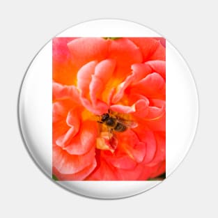 Bee on a pink rose Pin