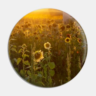 Glowing sunflower farm Pin