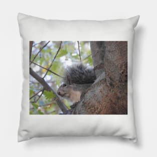 Grey Squirrel, animals, wildlife, nature, gifts Pillow