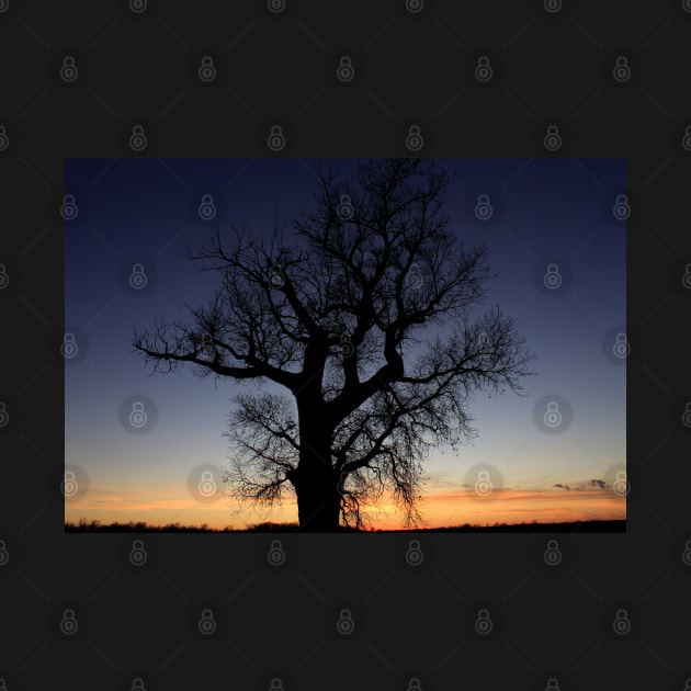Kansas colorful Sunset with a Tree Silhouette out in the country by ROBERTDBROZEK