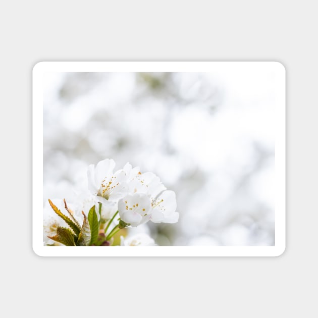 White cherry blossoms Magnet by Elusive Edamame