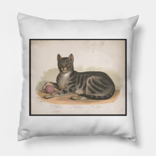 Cattus Domesticus. Vintage print edited for maximum sass. Pillow