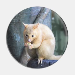 Golden Brushtail Possum Pin