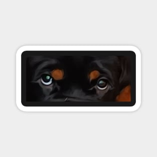 Rottweiler eyes Zero Magnet