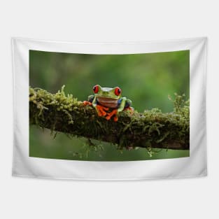 Red-eyed Tree Frog - Costa Rica Tapestry
