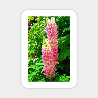 Lupine Pretty in Pink Magnet