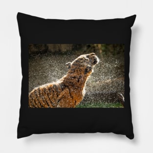 Ooh that feels good - Sumatran Tiger shaking off after a swim Pillow