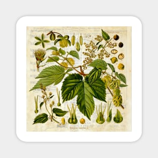 Retro Botanical Common Hops Magnet