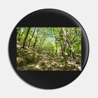 Beech forest and hiking trail Pin