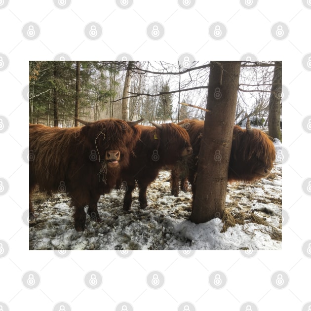 Scottish Highland Cattle Calves 1962 by SaarelaHighland