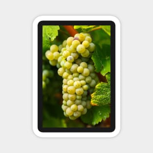 Ripening grapes on the vine Magnet