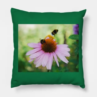 Echinacea Purpurea with Bees Pillow