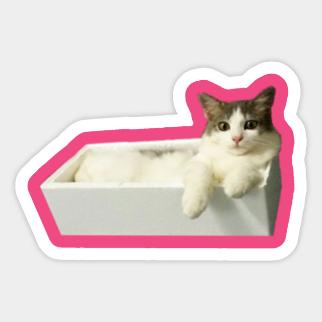 Cat In The Box Cute Cats Cute Animal Girl Sticker Teepublic Uk