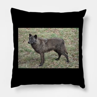 Black Wolf Pillow