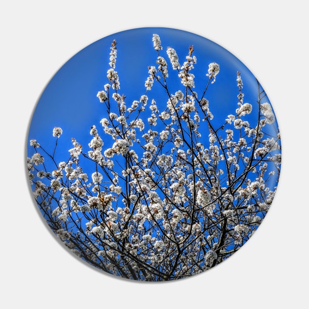 Apple Blossoms in May Pin by threeblackdots