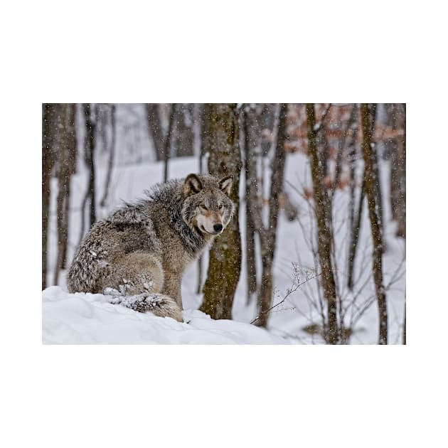 Timber Wolf In Snow by jaydee1400