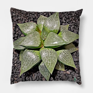 Haworthia Retusa Pillow