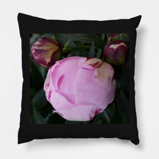 Peony Flower bud Pillow