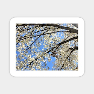 Brooklyn Blossoming Tree Magnet