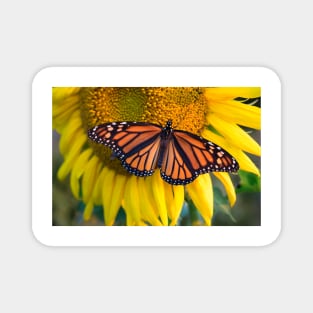 Sunflower and butterfly, Hebron MD USA Magnet