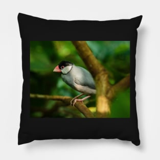 Java sparrow on a branch Pillow