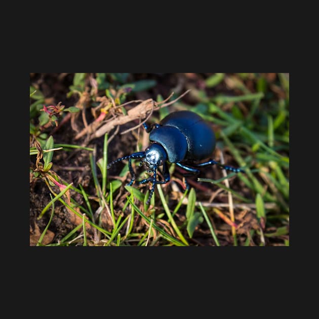 British Dung Beetle - 2012 by SimplyMrHill