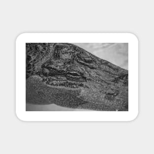 Relaxing Alligator black and white 2 Magnet