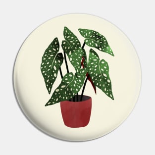 Begonia maculata flowerpot watercolor Pin